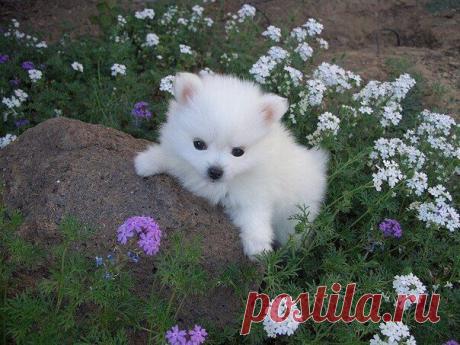 Animal