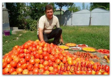 Волшебный бальзам для роста помидоров от садовода-огородника Владимира Андриянина