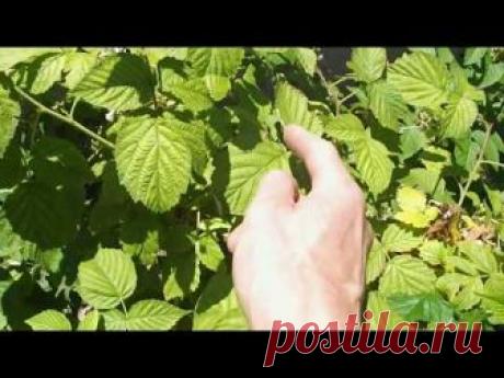 Хлороз малины: лечение