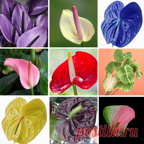 20/bag Rare Flower Anthurium Andraeanu Seeds Balcony Potted Plant Anthurium Flower Seeds For Diy Home Garden купить на AliExpress