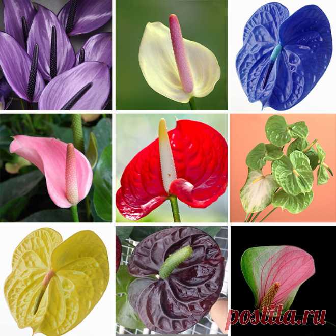 20/bag Rare Flower Anthurium Andraeanu Seeds Balcony Potted Plant Anthurium Flower Seeds For Diy Home Garden купить на AliExpress