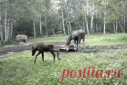 Фотоловушка российского заповедника запечатлела трапезу лосихи с детенышами
