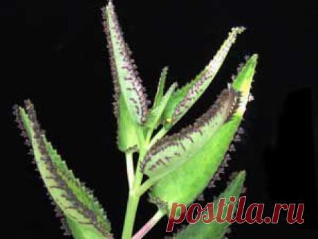 Советы и рецепты для Вашего здоровья