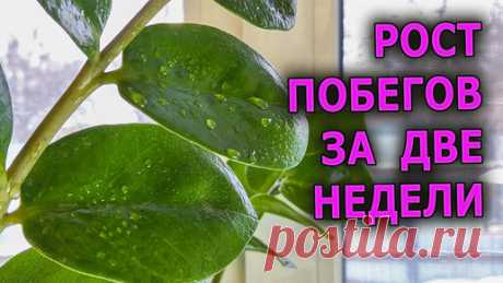Взрывной рост ЗАМИОКУЛЬКАСА после двух подкормок за две недели выросло два листа зимой Всего 1 Чайная ложка на литр воды и растет на глазах! | Роман Буров TV | Дзен