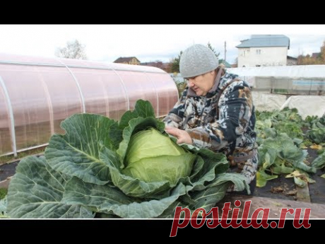 ЭТА КАПУСТА НЕ ТРЕБУЕТ УХОДА: ПОСАДИЛ И ЗАБЫЛ. 12.10.19