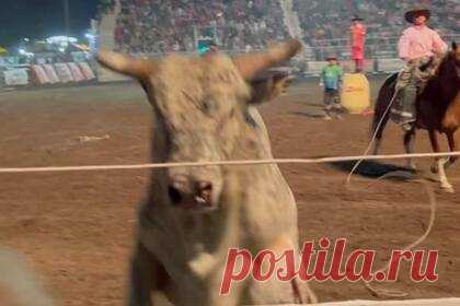Прыжок разъяренного быка в толпу людей попал на видео. В американском штате Айдахо во время родео бык прыгнул в толпу зрителей. Во время шоу разъяренный бык скинул наездника, продолжил бегать по арене, а потом, подбежав к трибуне, внезапно запрыгнул на нее. Однако ему не удалось перепрыгнуть через тросовое ограждение. В результате инцидента никто не пострадал.