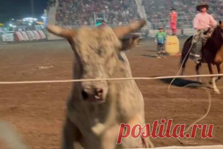 Прыжок разъяренного быка в толпу людей попал на видео. В американском штате Айдахо во время родео бык прыгнул в толпу зрителей. Во время шоу разъяренный бык скинул наездника, продолжил бегать по арене, а потом, подбежав к трибуне, внезапно запрыгнул на нее. Однако ему не удалось перепрыгнуть через тросовое ограждение. В результате инцидента никто не пострадал.