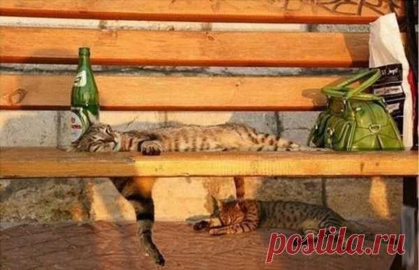 Отлично погулял...