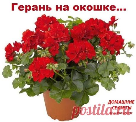 Герань на окошке.