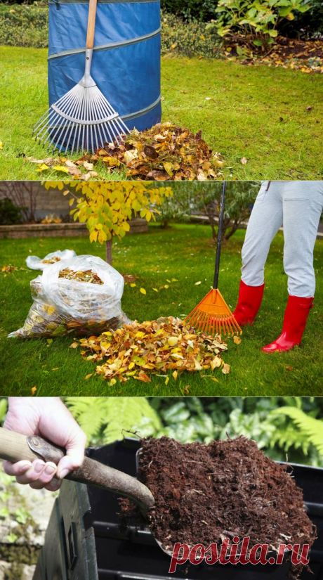 Листовой перегной: как приготовить и использовать