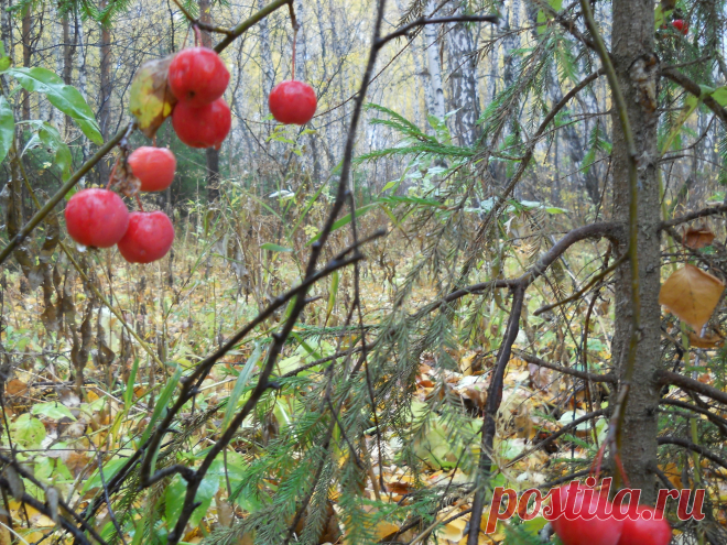 Мир,в котором я живу... - 132 фото. Фотографии Сергей Мартынов.