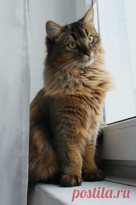 Who run the world? - Cats