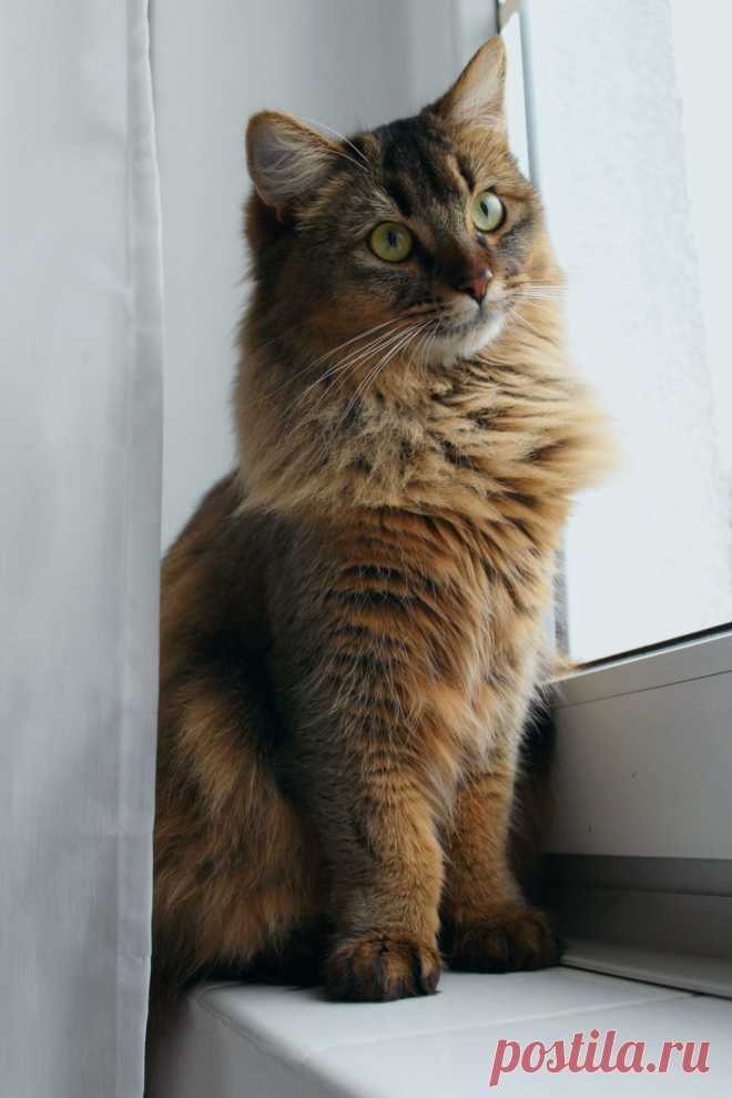 Who run the world? - Cats