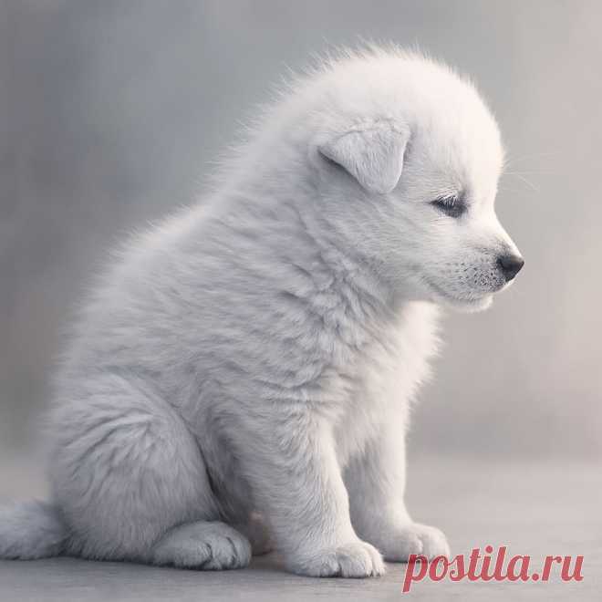 Усыновите меня, пожалуйста - OGADANIE.RU