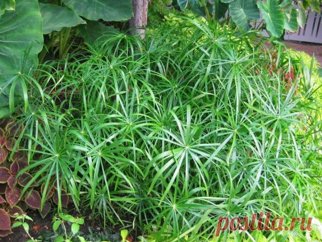 Циперус уход в домашних условиях Растение циперус (лат. Cyperus), или сыть, или ситовник – многочисленный (около 600 видов) род травянистых многолетников семейства Осоковые, в природе растущих в тропических и субтропических районах З...