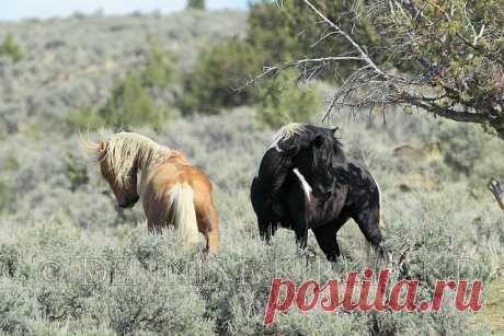 Stallion Encounter | A couple of handsome Steens Mountain st… | Flickr