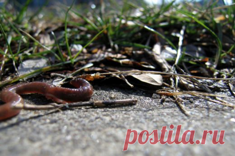 (+1) тема - Дождевые черви — невидимые пахари | 6 соток