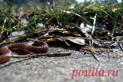 (+1) тема - Дождевые черви — невидимые пахари | 6 соток