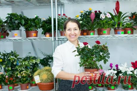 Решили разводить дома цветы? Делайте это правильно! Войдите в любой цветочный магазин. Вот где царит вечное лето! В торговых залах, как в джунглях, бродят покупатели в поисках достойного украшения своего жилища. И вот заморский гость воцаряется в доме, чтобы через пару недель благополучно зачахнуть под охи и ахи хозяев. Как сохранить и приумножить зеленое убранство дома?