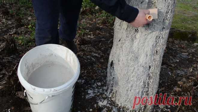 Darbai sode ankstyvą pavasarį - MyliuSodą.lt   Kokius darbus reiktų daryti ankstyvą pavasarį, kai oro temperatūra dar nėra pakankamai aukšta sėjimui ir kitiems darbams, o sniego …