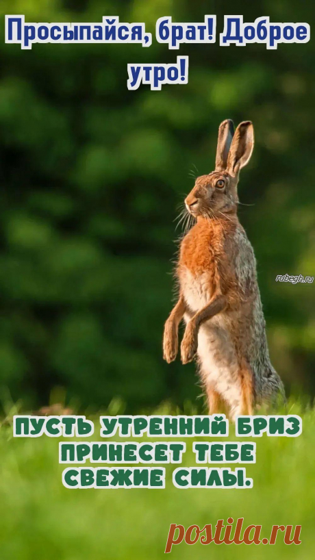 «Доброе утро брат!»