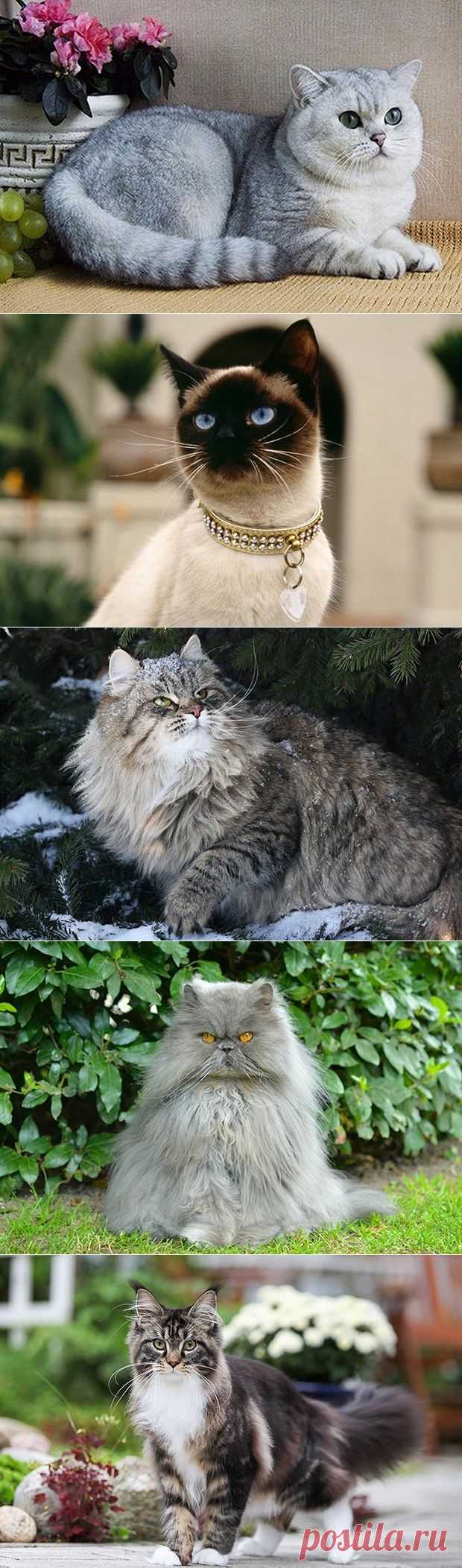 10 самых популярных пород кошек в России | Зоомир
Домашние кошки по жизни с человеком более пяти тысяч лет. На сегодняшний день во всем мире выведено более четырехсот различных пород. Одни породы пользуются большей популярностью, нежели другие. Рейтинг самых популярных пород кошек в России составлен на основе опроса пользователей в нашей группе «Зоомир» в социальной сети «ВКонтакте».