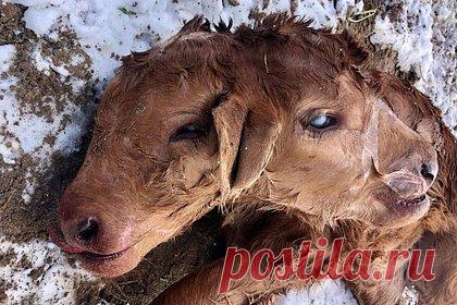 Корова родила двухголового теленка-мутанта. Корова на ферме в США родила двухголового теленка из-за редкой мутации, которая происходит в одном случае из 2,5 тысячи. Теленок не выжил, но фермеры нашли способ помочь матери справиться с потерей. Они отдали ей теленка-сироту. Владелица животных подчеркнула, что животные были рады обрести друг друга.