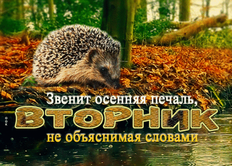 Утонченная гиф-открытка, осеннего вторника