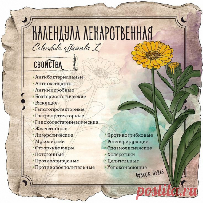 Календула лекарственная