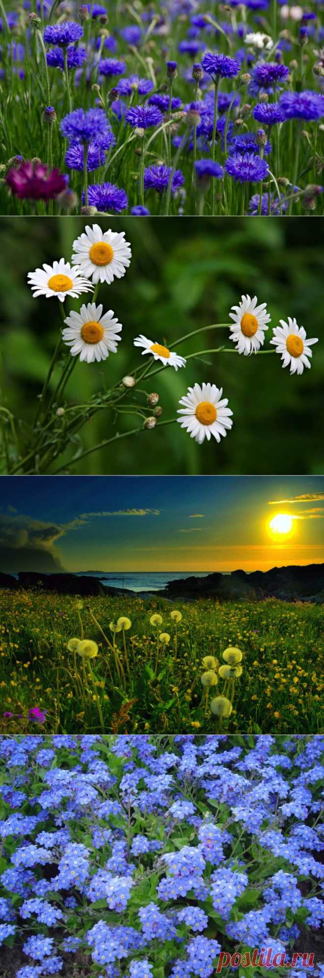 Как светла Земля на заре ...