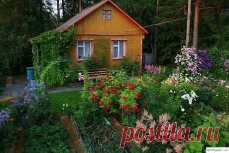 Календарь дачных рабoт на июль