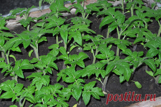 Этот способ выращивания рассады проверен временем и мной!