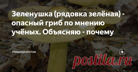 Зеленушка (рядовка зелёная) - опасный гриб по мнению учёных. Объясняю - почему У рядовки зелёной много поклонников среди грибников. Однако, японские токсикологи доказали, что употребление зеленушек может привести к очень опасному заболеванию рабдомиолизу.
Зеленушка... Один из самых уважаемых и почитаемых грибов, которые растут поздней осенью.  Многие грибницы  уже перестали плодоносить и ушли на покой до следующего сезона. А зеленушка, вместе с другими рядовками, радует прип