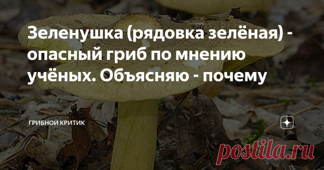 Зеленушка (рядовка зелёная) - опасный гриб по мнению учёных. Объясняю - почему У рядовки зелёной много поклонников среди грибников. Однако, японские токсикологи доказали, что употребление зеленушек может привести к очень опасному заболеванию рабдомиолизу.
Зеленушка... Один из самых уважаемых и почитаемых грибов, которые растут поздней осенью.  Многие грибницы  уже перестали плодоносить и ушли на покой до следующего сезона. А зеленушка, вместе с другими рядовками, радует прип