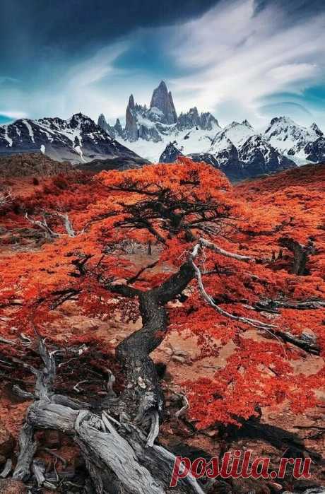 Осень в Патагонии, Аргентина