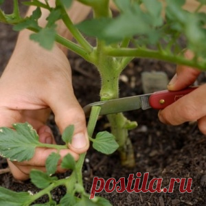 Нужно ли обрывать нижние листья у томатов?