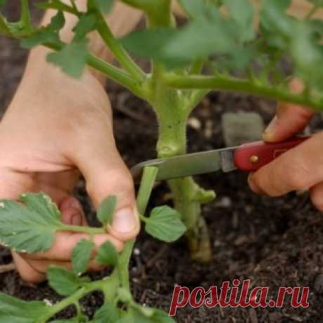 Нужно ли обрывать нижние листья у томатов?