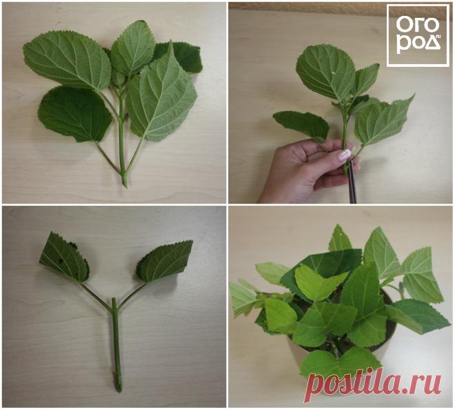 Как размножить гортензию черенками – пошаговая инструкция для новичков | Деревья и кустарники (Огород.ru)