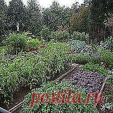 Мои подписки | Постила.ru