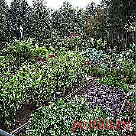 Мои подписки | Постила.ru