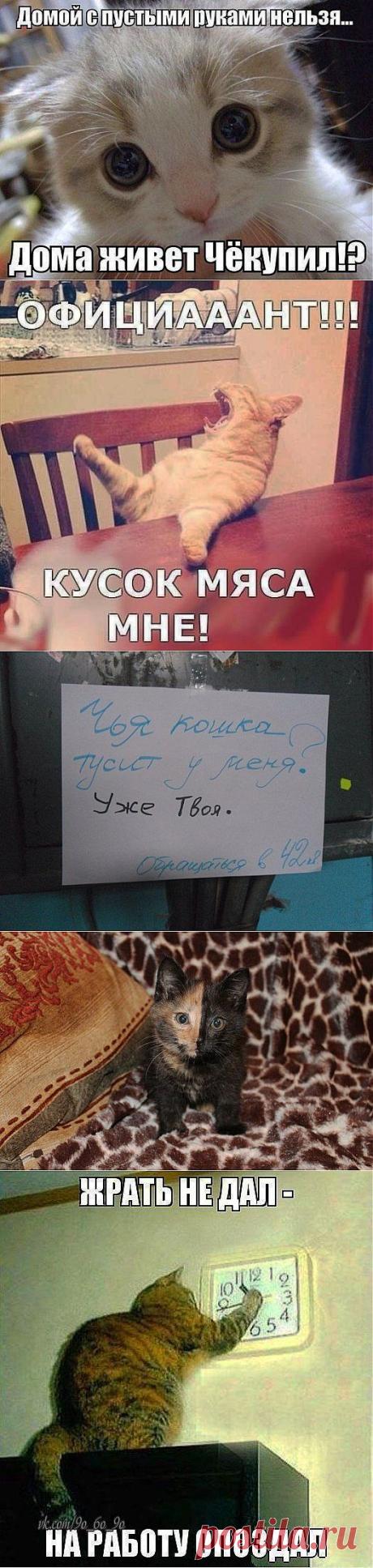 Четвероногий юмор
