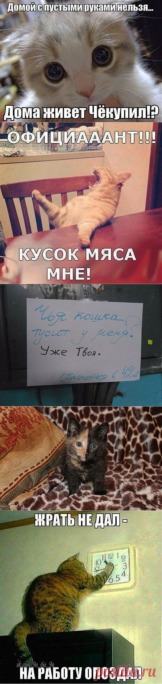 Четвероногий юмор