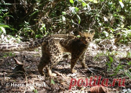marbled cat – Google Поиск