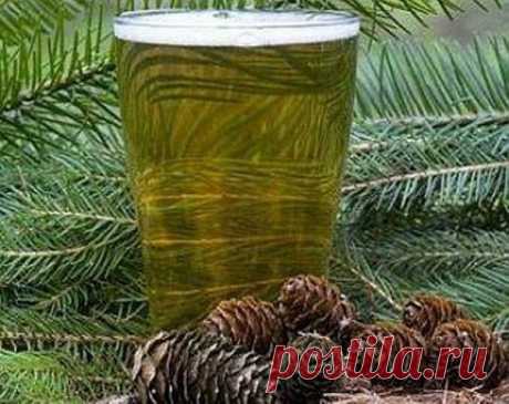 Рецепт кваса из хвои. | Познавательный сайт ,,1000 мелочей"