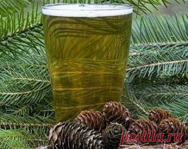 Рецепт кваса из хвои. | Познавательный сайт ,,1000 мелочей"