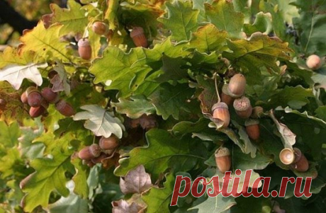 ЖЕЛУДОК
Cлово «желудок», говорит о том, что жёлуди - это его основная пища. Тогда становится понятным, почему упыри вырубили все дубовые рощи.
По сути, разжевав и проглотив с пяток желудей сыт будешь на долго, плюс вся сила дуба будет в тебе. Тогда понятен и смысл слова ЗЛАковые. (Гусев И.В.)
Желудь обладает очень высокими питательными свойствами как для человека, так и для животных. В недавнем прошлом к жёлудям "прилепили" такое снисхождение, как к "пища бедняков". Действительно жёлудь не ра