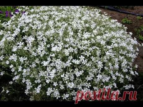 Ясколка войлочная, церастиум (Cerastium tomentosum)