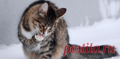 Из-за чего бывает рвота у кошки: виды, симптомы, лечение в клинике и дома, первая помощь и профилактика