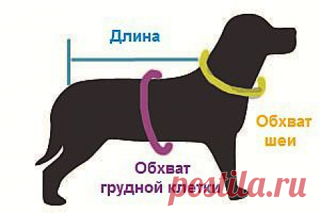 Выкройка майки для собак