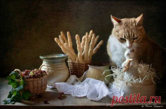 НАТЮРМОРТЫ С КОТАМИ. ФОТОГРАФ ЕЛЕНА ГРИГОРЬЕВА (ELEONORA GRIGORJEVA)